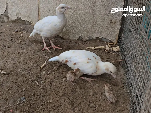 صفارد زوج مع فرحين
