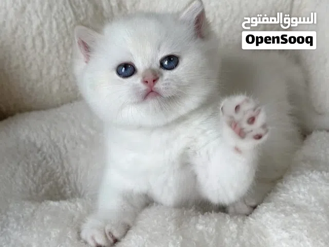 British shorthair