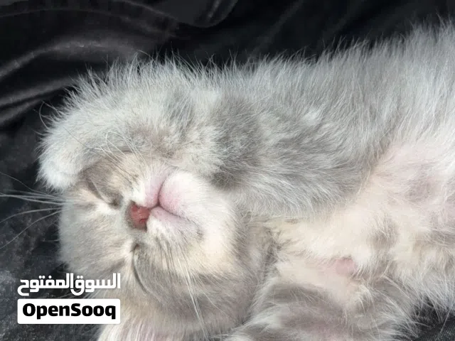 قطه سكوتش للبيع