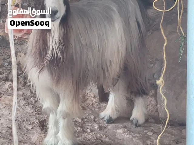 تيس مخصاي العمر سنتين ونصف صاحي من جميع العذاريب ولله الحمد مكان التواجد ولاية الرستاق