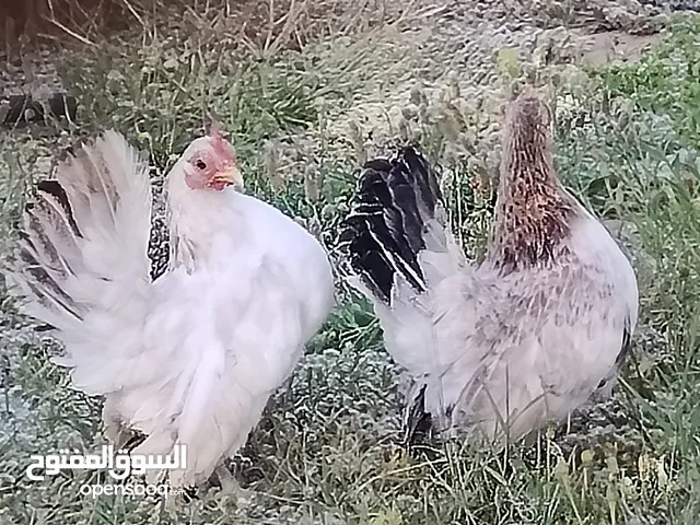 دجاج سيراما للبيع