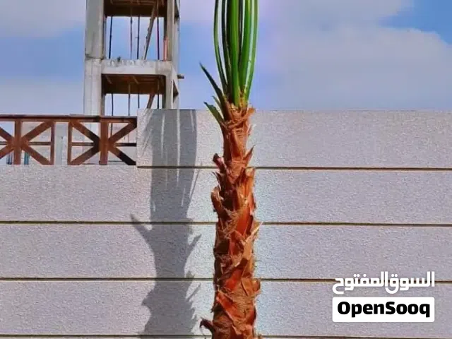 للبيع نخل واشنطني مميز  الرياض