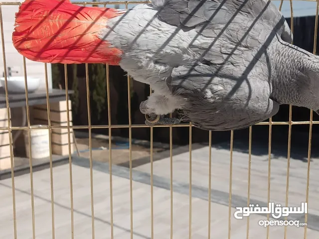 ببغاء كاسكو أليف للبيع مع القفص بسعر مغري
