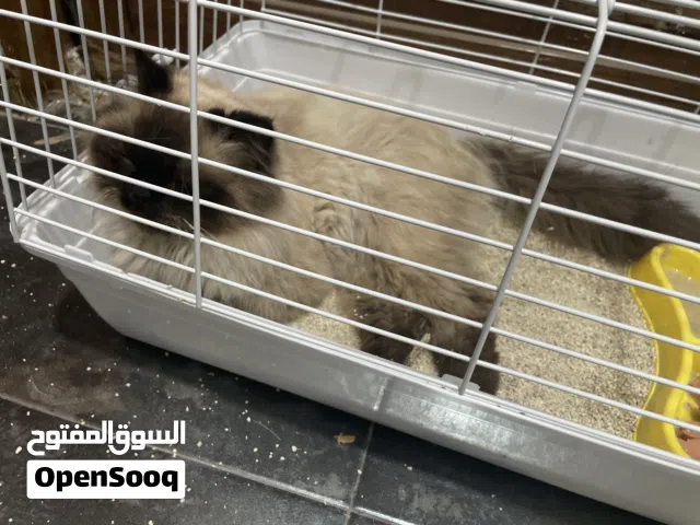 قطه هملايا نظيفه