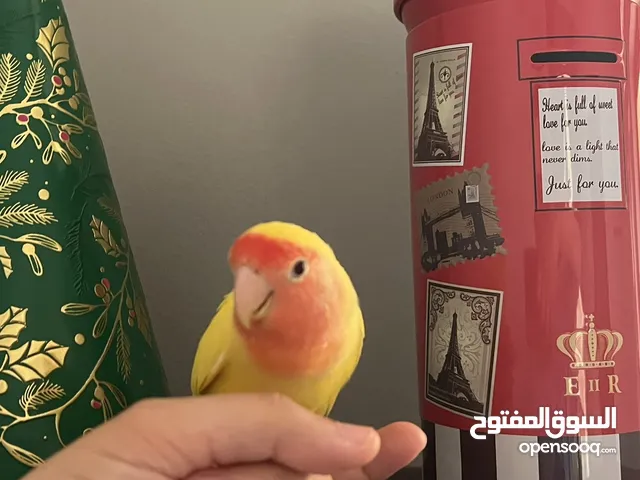 Tame yellow lovebird