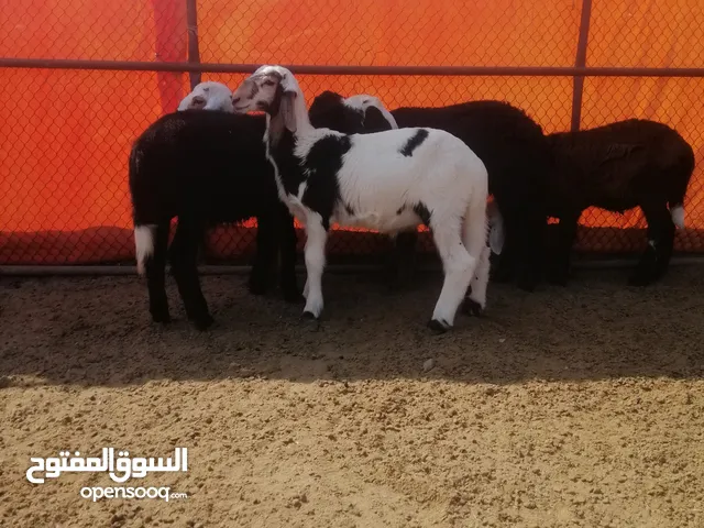 كباشه تهجين