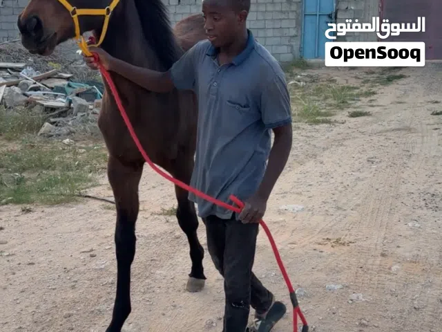 مهرة للبيع ابنت الفحل العملاق