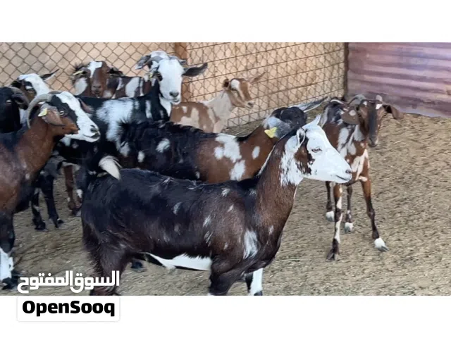 للبيع. دباح التربيه