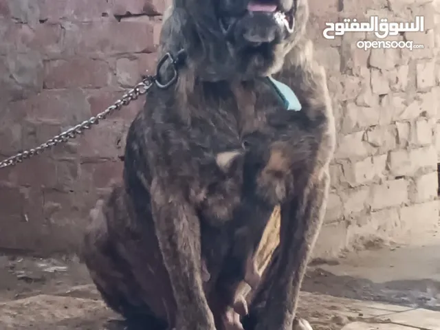 متاح اقوي نتايه كين كورس عينك هتشوفها برندل جلد نمر منتجه من الدرجة الأولى ما شاء الله ربنا يبارك ..