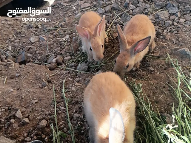 ارانب عمانية للبيع