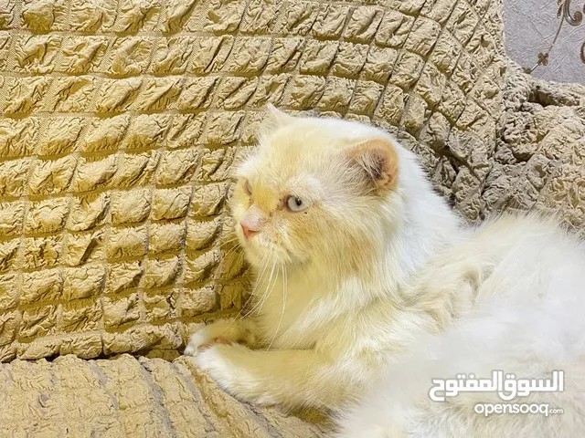 قط للتبني !!