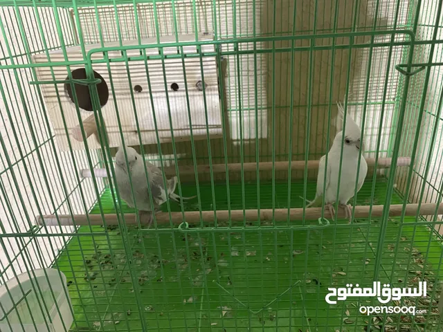 زوج كوكتيل