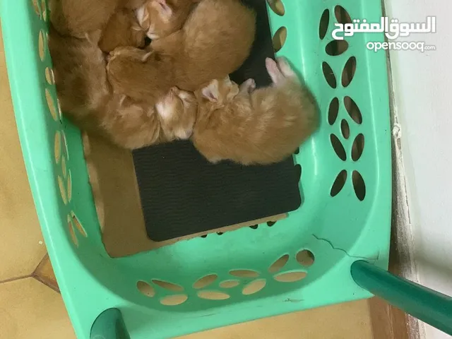good cat cut