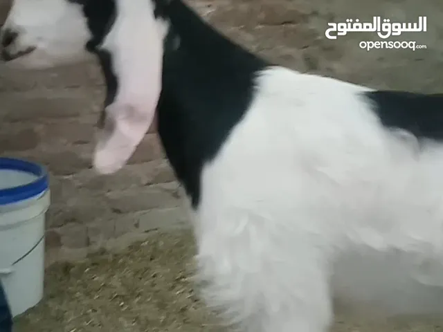 جديان تربيه بيتي للبيع لحمه حمرا علف كلفه