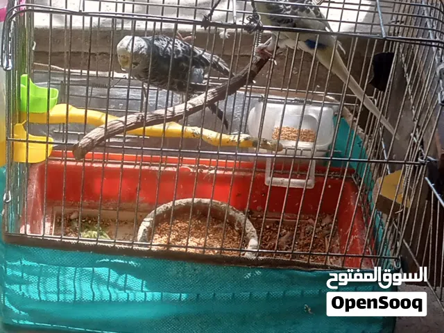 طيور حب و كناري للبيع