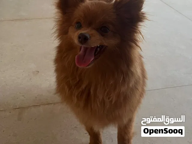 أنثى بومرينيان صغيرة