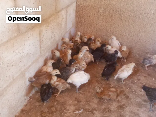 صيصان بلدي ولوهمن