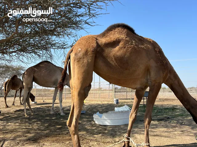 للبيع بكره