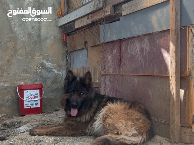 أنثى جيرمان شبر