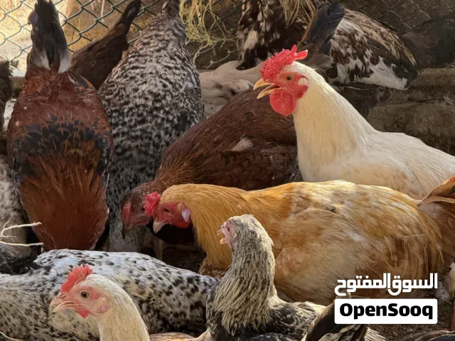 دجاج محلي فقط ديكه