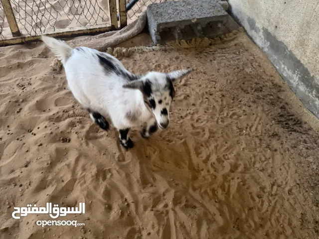 ماعز قزم للبيع ذكر وأنثى