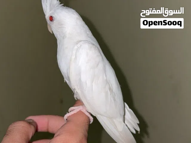 للبيع كوكتيل البينو عيون حمرة