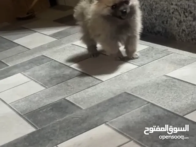 عمر شهرين السعر 2000