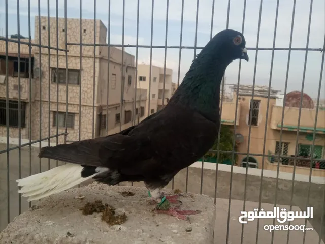 جوز شفارات شغال وفحل نوري اسود اقرء الوصفه