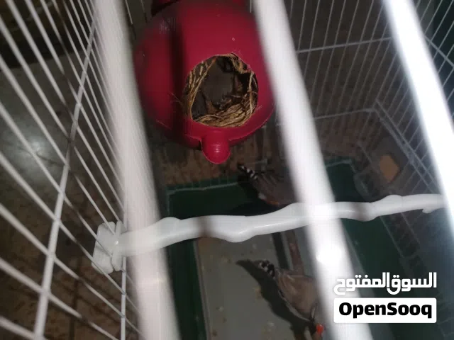 طيور جنة فنجز صحة ونظافة