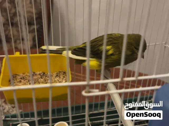 السلام عليكم اقرأ الوصف