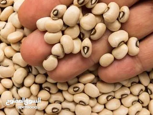 فاصولیا بیضاء ایرانیه بجوده عالیه