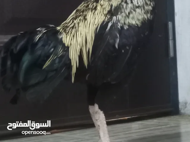 ديك باكستاني أصيل ممتاز