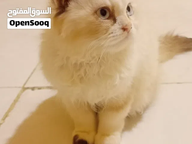 يوجد قطه نظيفه مال بيت السعر 30