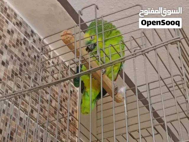 ببغاء بسعر لقطه