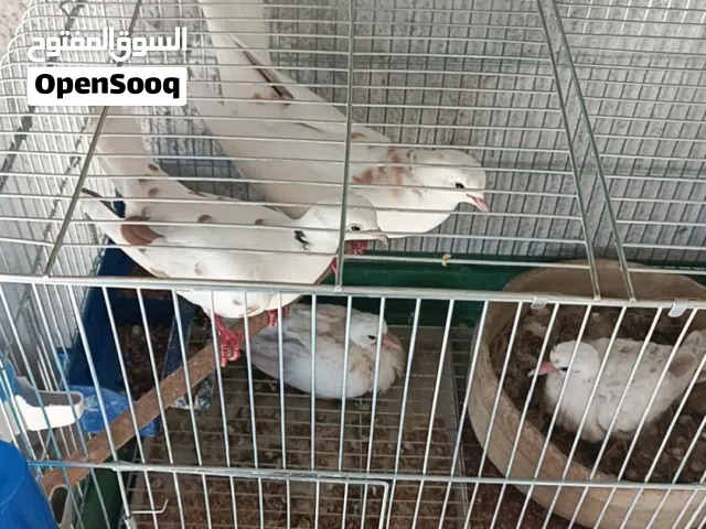 جوز يا كريم نخب اول صلاة النبي تحته بيض ماكنه  وجوز فراخ عزلتهن لحال