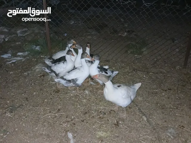 وز للبيع عدد 8