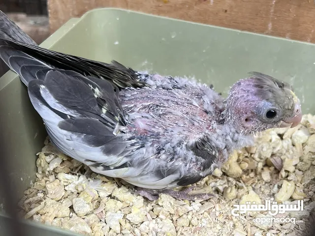 كوكتيل للبيع