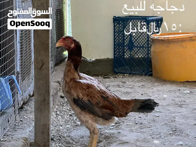 دجاج باكستاني للبيع الوصف