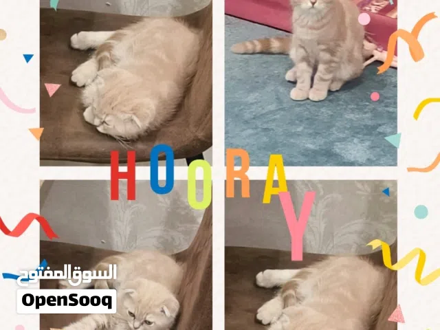 للبيع قطة الاب بريتش .شيرازي  الام سكوتش فولد  العمر 4 شهور تقريبا  الجنس ذكر k.d