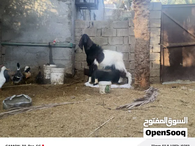 صخول كصابه وجني