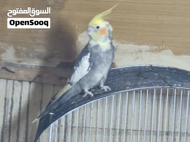 زوج كوكتيل للبيع