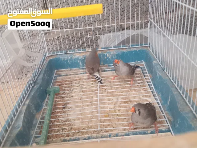 عصافير زيبرا لله يبارك كوبيه بفرخها ومطلعه فروخ السعر ساوم..........................................