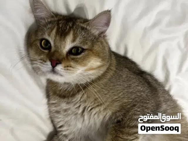 قطط سكوتش ستريت قولد بيور ذكر