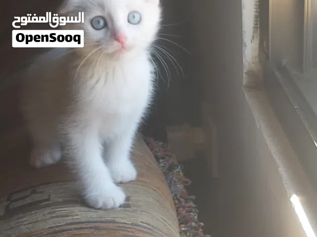 سكوتش فولد