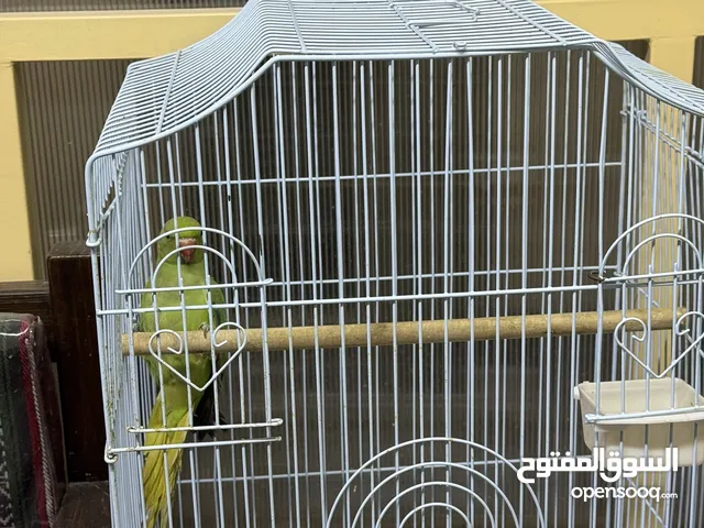 للبيع متوة غير اليفة