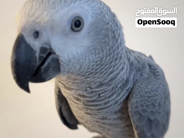 للبيع فرخ كاسيكو عمره 8 شهور انتاج البحرين مفحوص ذكر وجناح كامل يجي طيران