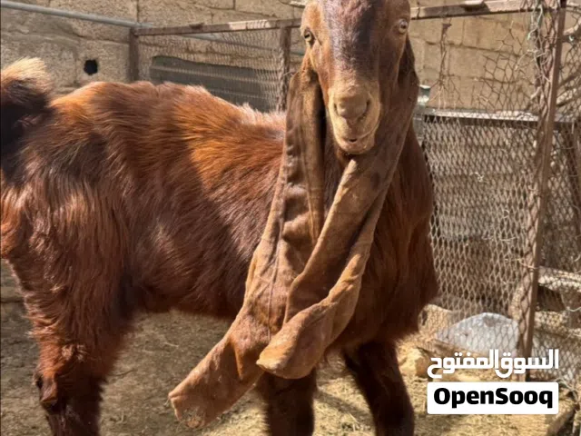 بسم الله مشاء الله اذكرو الله جدي قبرصي يطلع فحل درجه اولى ربي يبارك سلاله لاقوه الا بالله كسرت خشم