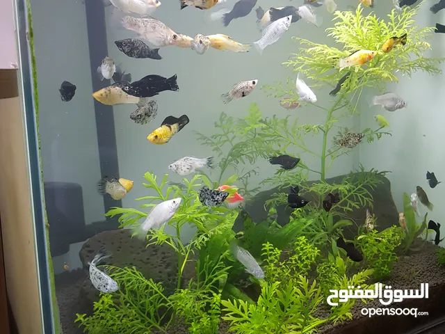 حوض سمك كريستال مزروع نبات كامل