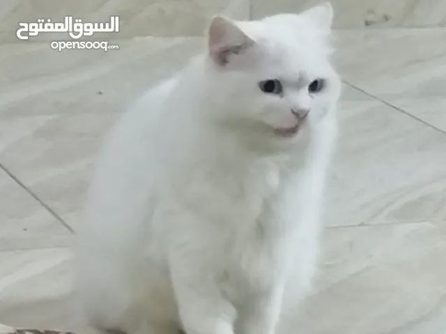 قطة تركية لونها ابيض