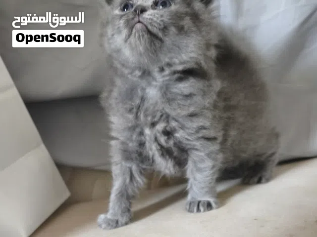 للبيع قطط سكوتش فولد صغار عمر شهر ونص